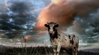 Cow standing field cloudy sky - a cow free wallpaper