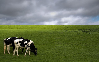 Cows grazing green grass cloudy - photography free wallpaper