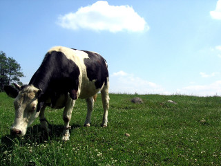 Cow standing field grass flowers - a field of grass free wallpaper