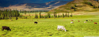 Mountain valley cattle grazing green - cui bai free wallpaper for desktop