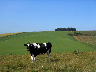 Cow standing field grass hill - a cow free wallpaper