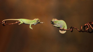 Two small lizards climbing wire - a wire free wallpaper
