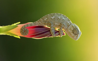 Chameleon flower green background macro - anne geddes free wallpaper