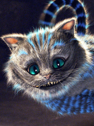 Cat blue eyes weird face - weird free wallpaper