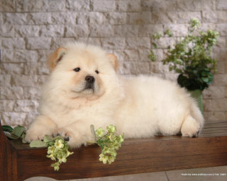 White dog wooden table flowers - flower in front free wallpaper