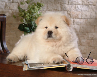 Fluffy white dog table book - institutional free wallpaper