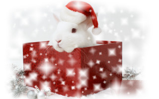 White rabbit santa hat red - a red box free wallpaper
