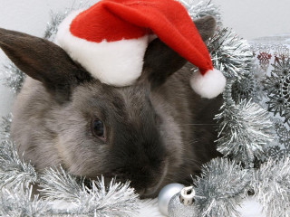 Rabbit santa hat tinsel wreath - a bell free wallpaper