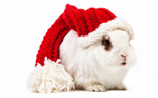 White rabbit red hat pom - a white rabbit free wallpaper