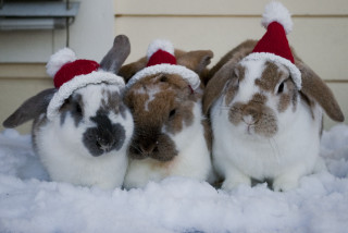 Rabbits christmas hats snow together - the ground behind them free wallpaper