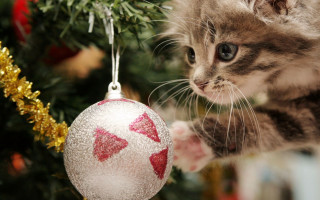 Kitten looking christmas ornament gold - a gold free wallpaper
