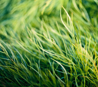 Green grass closeup blurry background 5 - free nature wallpaper for tablet