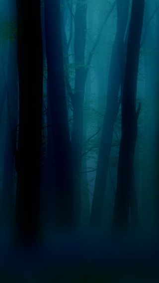 Dark forest foggy night trees - free forest wallpaper for mobile