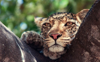 Leopard tree branch looking camera - a leopard free wallpaper