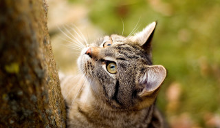 Cat tree trunk animals naturalism - a tree trunk free wallpaper