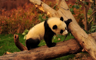 Panda bear climbing tree branch - grass and trees free wallpaper