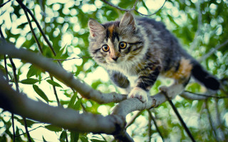 Cat climbing tree branch curious - the branch free wallpaper