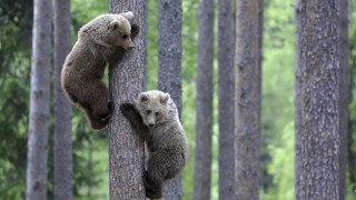 Two bears climbing tree forest - two bear free wallpaper