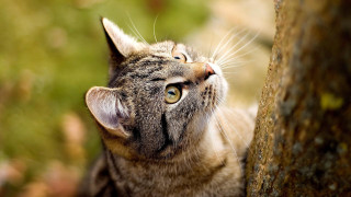 Cat tree trunk outdoors sharp - sharp focus free wallpaper