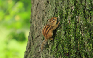 Chipmunk climbing tree trunk forest 2 - green foliage free wallpaper