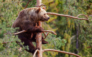 Brown bear climbing tree branch - a tree branch in a forest area free wallpaper