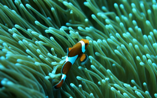 Clown fish swimming anemone water - free nature wallpaper