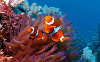 Orange clownfish anemone coral reef - a coral reef free wallpaper