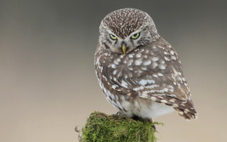 Small owl mossy branch gray - a small owl free wallpaper