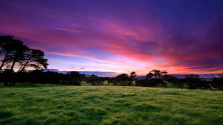 Field trees sunset clouds purple 2 - tree and a sunset in the background free wallpaper
