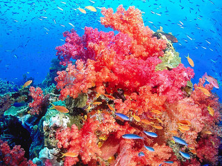 Coral reef fish diver autumn - a coral reef free wallpaper
