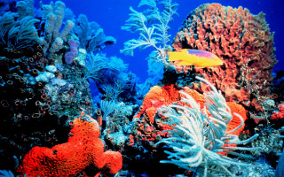 Colorful coral reef yellow fish - underwater free wallpaper for desktop