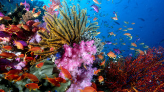 Coral reef colorful fish sunny 2 - sunny free wallpaper