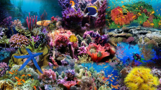 Colorful underwater scene corals marine - other marine life free wallpaper