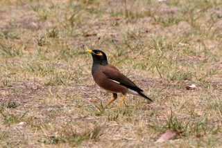 Bird grass distance yellow beak - male free wallpaper