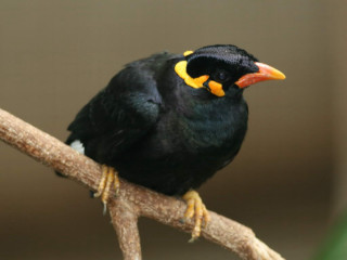 Black bird yellow beak tree - a black bird free wallpaper