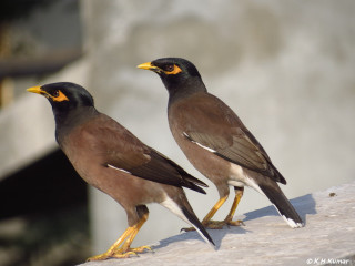 Birds ledge open beaks blurry - their beak free wallpaper