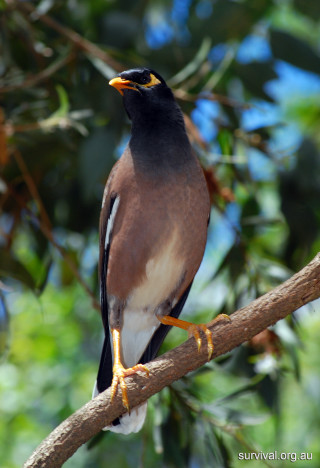 Bird perched branch tree leaves - free bird wallpaper for mobile