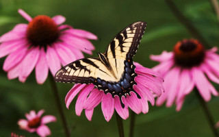 Butterfly pink flower background blurry - other flower free wallpaper