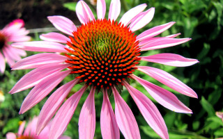 Pink flower green center macro 2 - other flower free wallpaper