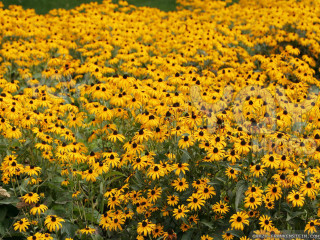 Yellow flowers green field blue - a few yellow flower free wallpaper