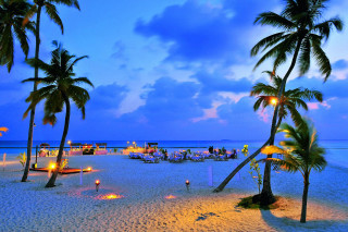 Beach palm trees people sitting - table free wallpaper