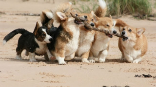 Dogs playing stick sand beach - the background and bushes free wallpaper