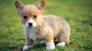Small brown white puppy green 2 - puppy free wallpaper