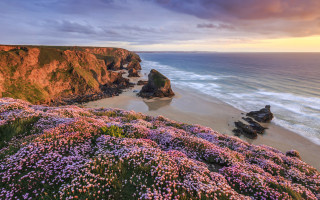 Beach cliff water purple flowers - a cliff and a body of water free wallpaper for desktop