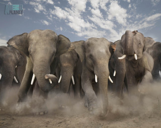 Elephants herd dirt field cloudy - charles mahoney free wallpaper