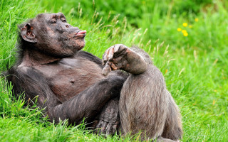 Monkey sitting grass hands back 3 - its hand free wallpaper