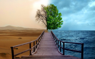 Wooden bridge tree beach water 2 - a wooden bridge free wallpaper