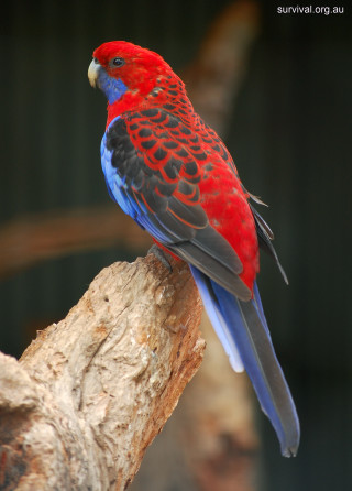 Red blue bird tree branch - free bird wallpaper for mobile
