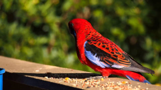 Red bird standing ledge eating - vibrant colour free wallpaper