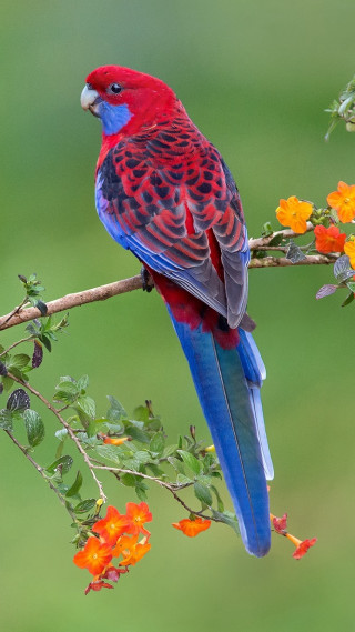 Colorful bird perched branch flowers - free bird wallpaper for mobile